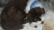 Miles Sound asleep 